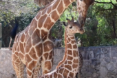 Nacen dos jirafas en zoológico de Guadalajara