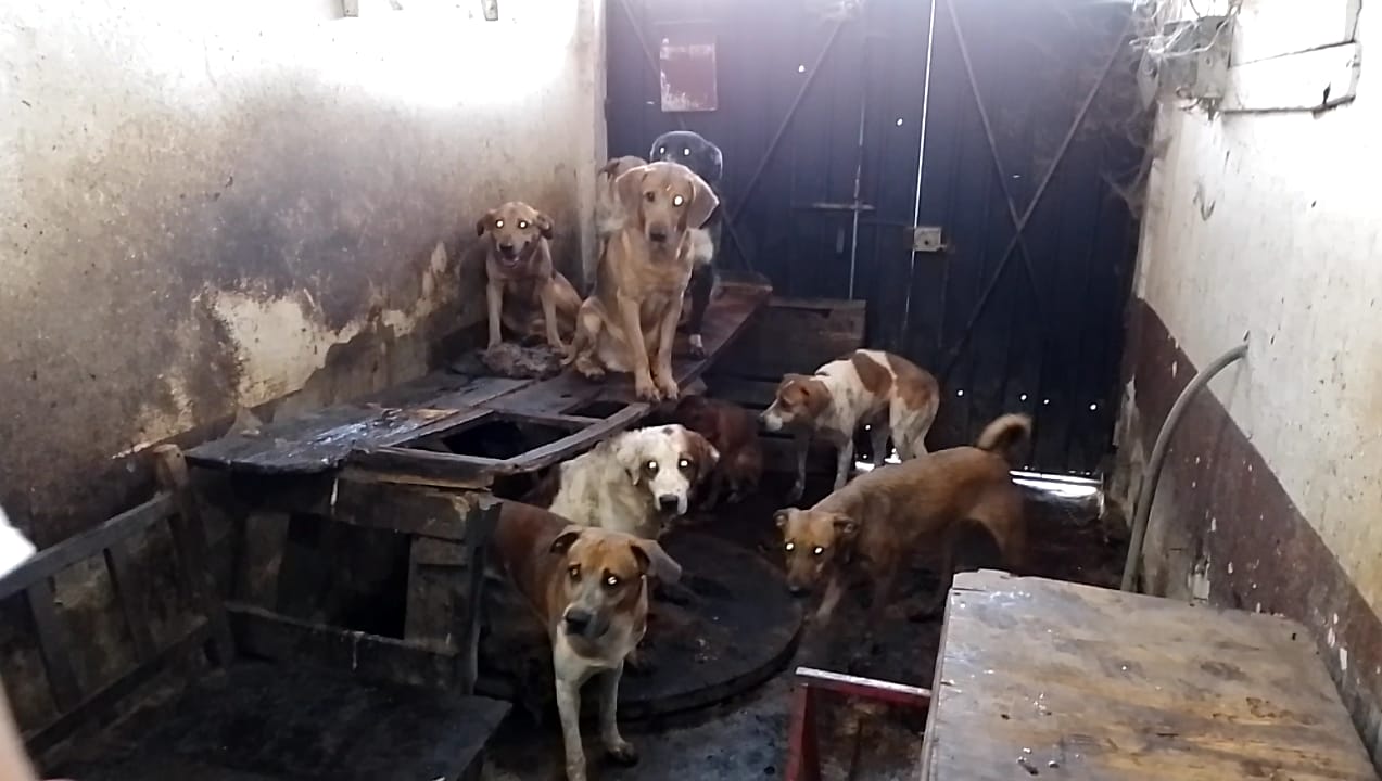 46 personas detenidas por 33 casos por el delito de maltrato animal