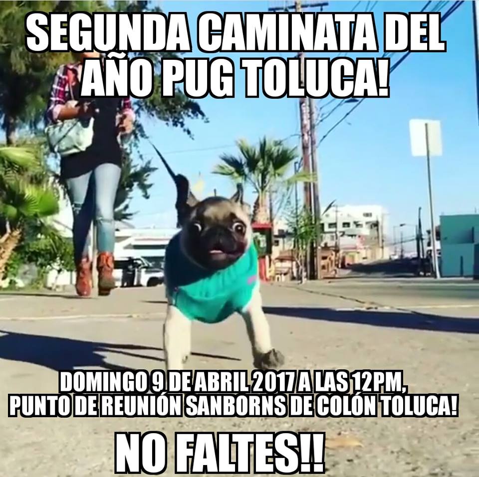 Se reúnen para una “caminata pug” en Toluca