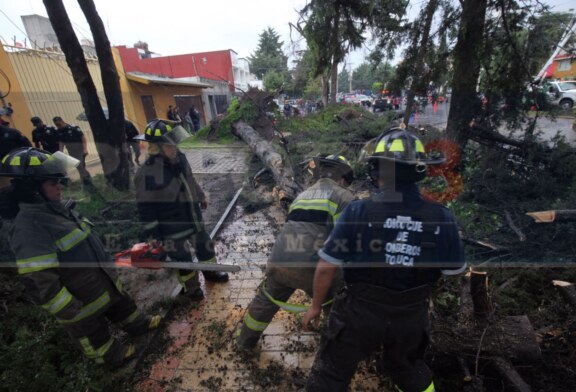 Por lo menos 10 árboles derriba una tromba en Toluca