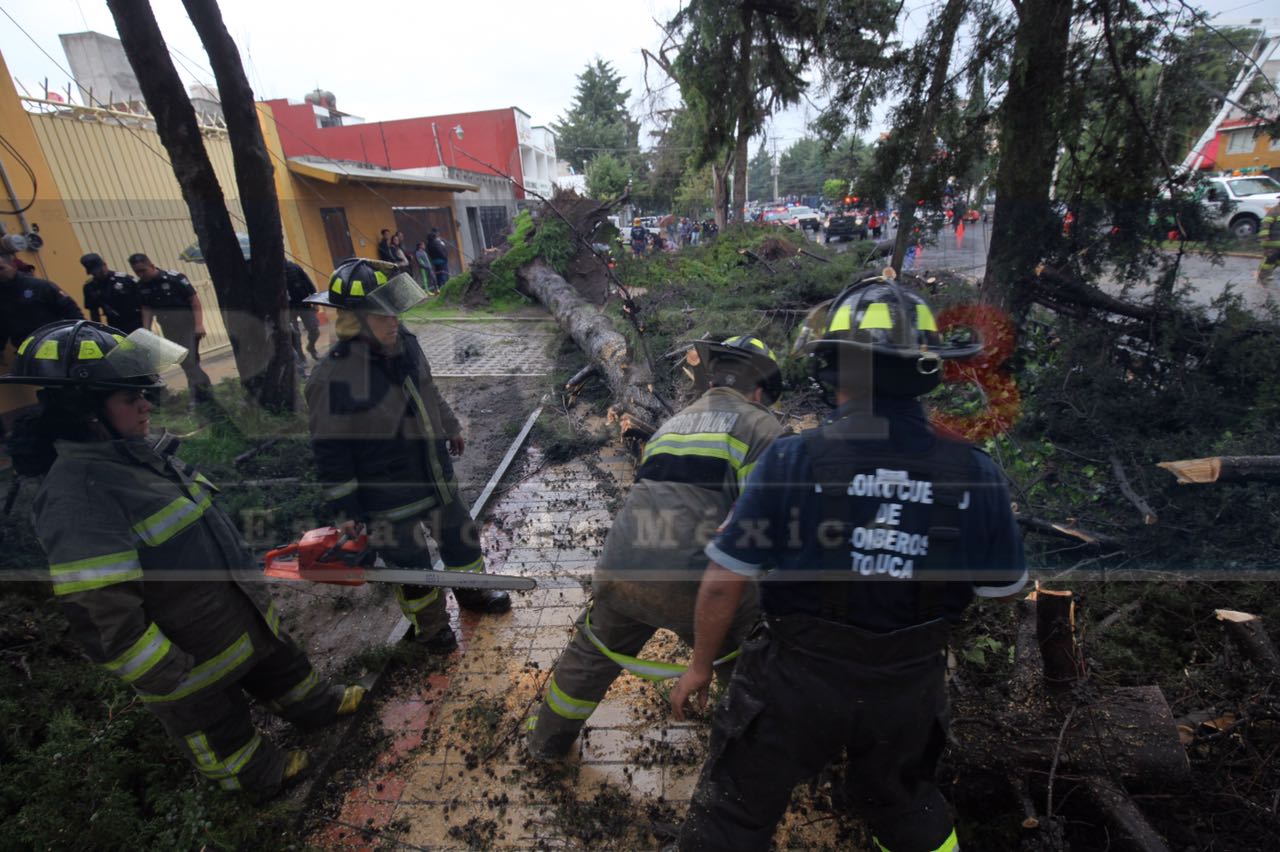 Por lo menos 10 árboles derriba una tromba en Toluca