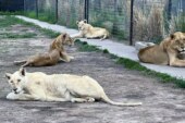 Verificadas por PROFEPA instalaciones zoológicas de la AZCARM para recibir y rehabilitar felinos rescatados