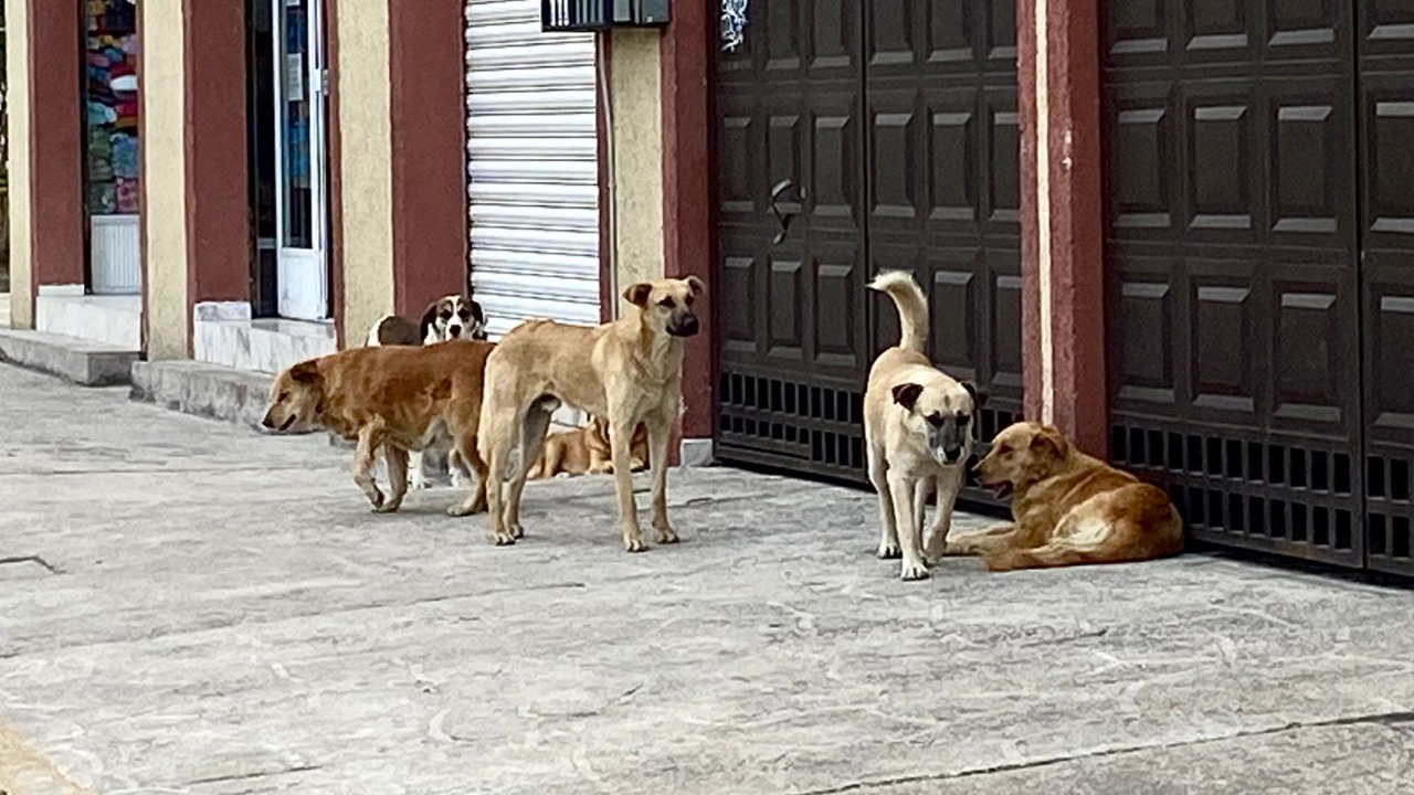 Llama Procuraduria Ambiental del EDOMÉX a evitar maltrató de animales y n situación de calle