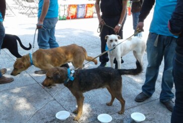 Contribuye Toluca en la tenencia responsable de mascotas
