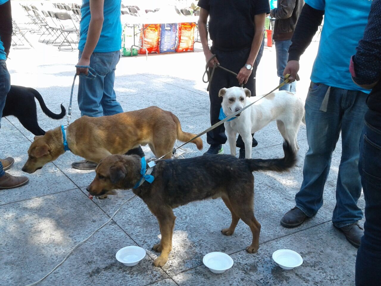 Contribuye Toluca en la tenencia responsable de mascotas