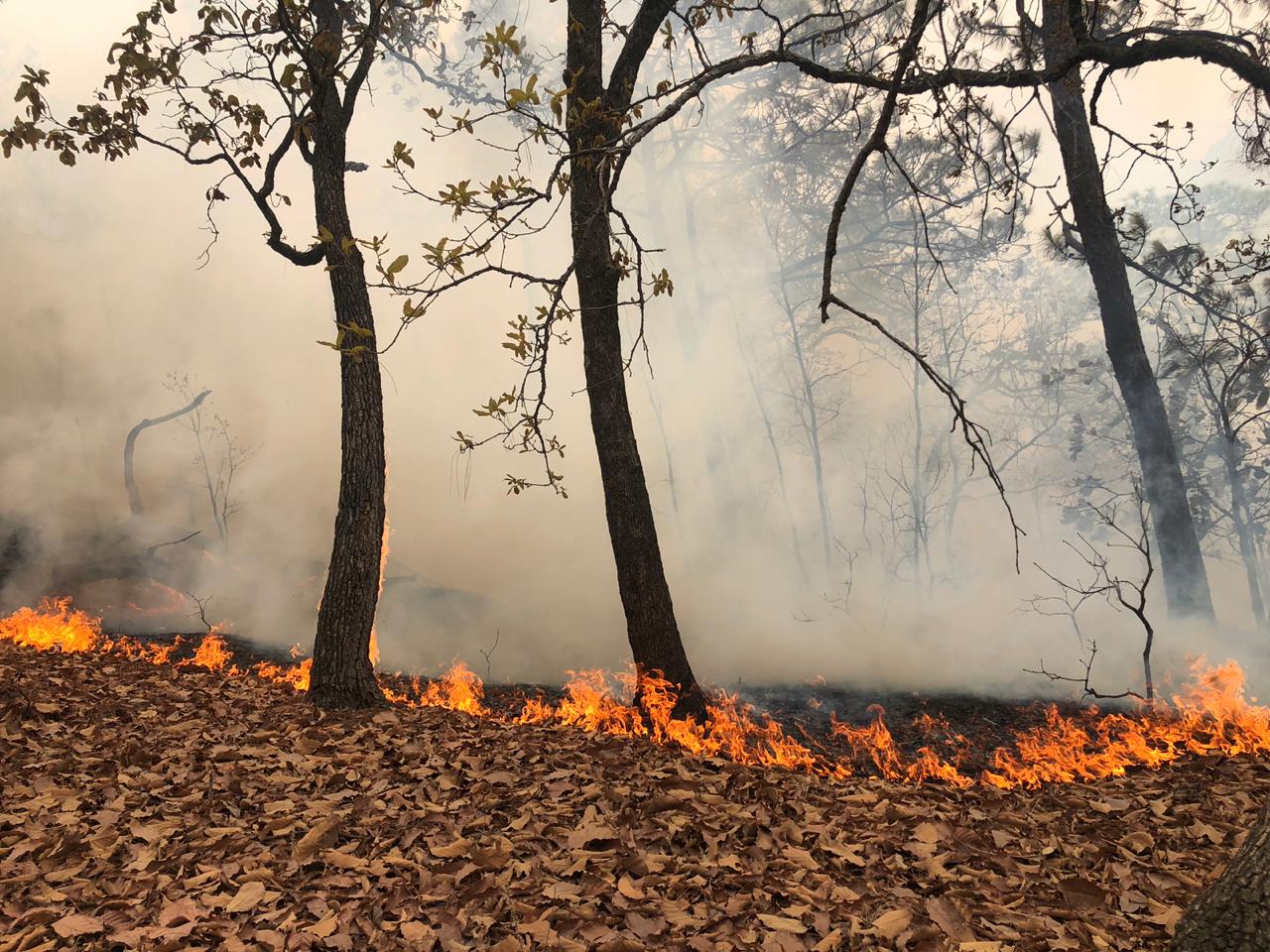 Controlan incendio forestal en Temascaltepec