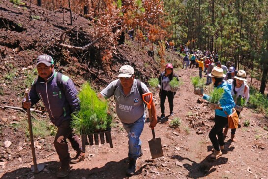 Plantan en Edoméx 190 mil árboles en jornadas de reforestación social