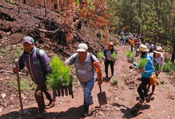 Plantan en Edoméx 190 mil árboles en jornadas de reforestación social