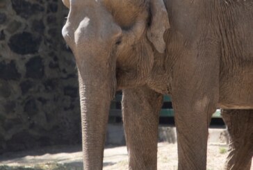 Lamenta parque ecológico Zacango fallecimiento de Tammy, su elefante las longeva