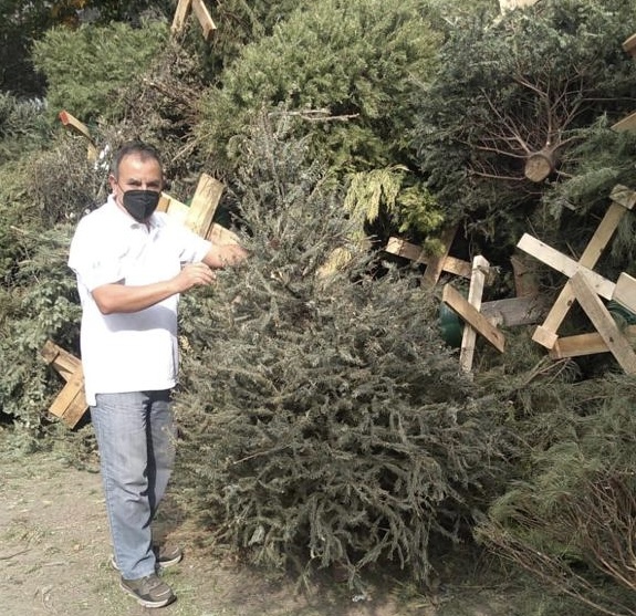 !No dejes en la basura tu árbol de Navidad! Metepec abre centros de acopio