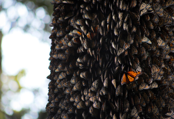 Trabaja GEM y WWF México por la conservación de la mariposa monarca