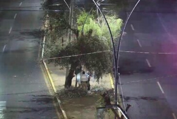 Asegura policía de Metepec a 4 individuos por poda clandestina de árboles