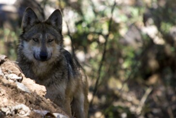 Trabaja Edoméx en programa de reproducción para salvar de la extinción al lobo gris mexicano