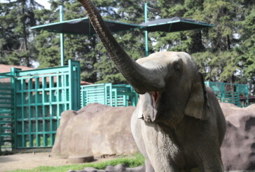 “Bireki” la elefante asiática de Zacango se muda a Culiacán