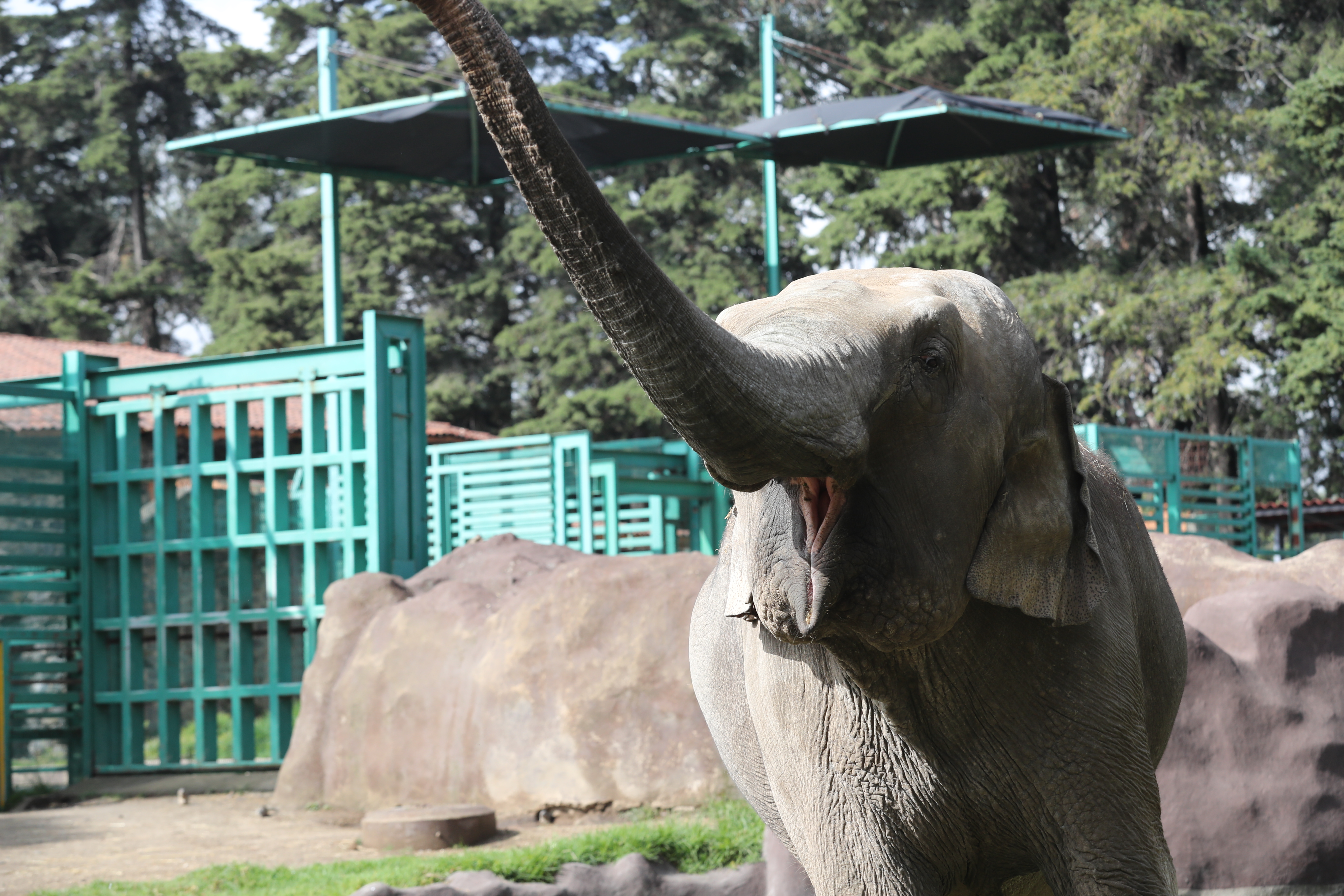 “Bireki” la elefante asiática de Zacango se muda a Culiacán