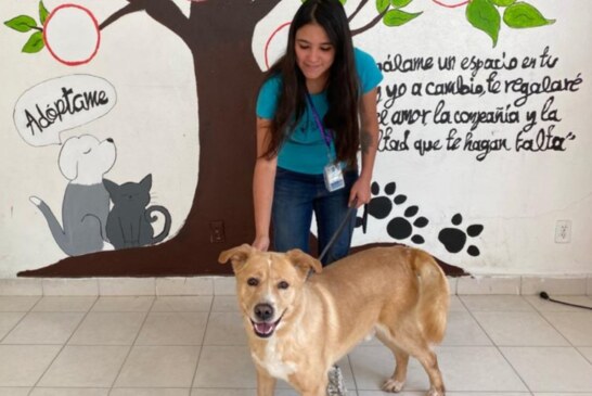 Promueve Toluca adopción de perros y gatos vía telefónica