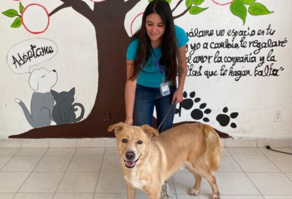 Promueve Toluca adopción de perros y gatos vía telefónica