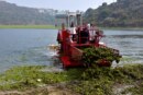 Registra Estado de México retiro de 50 toneladas de lirio acuático de la presa Madín