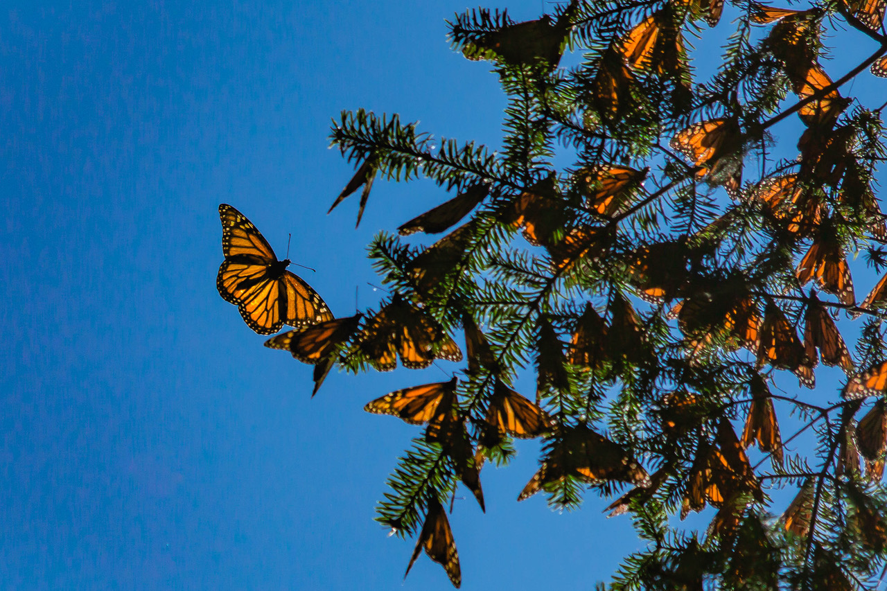 Impulsa Probosque cuidado y conservación de la reserva de la biosfera de la mariposa monarca