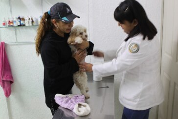 Gobierno de Metepec promueve tenencia responsable de mascotas
