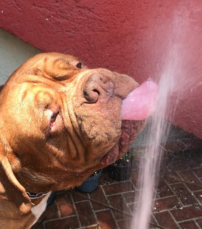 Invitan a cuidar las mascotas en esta época de calor