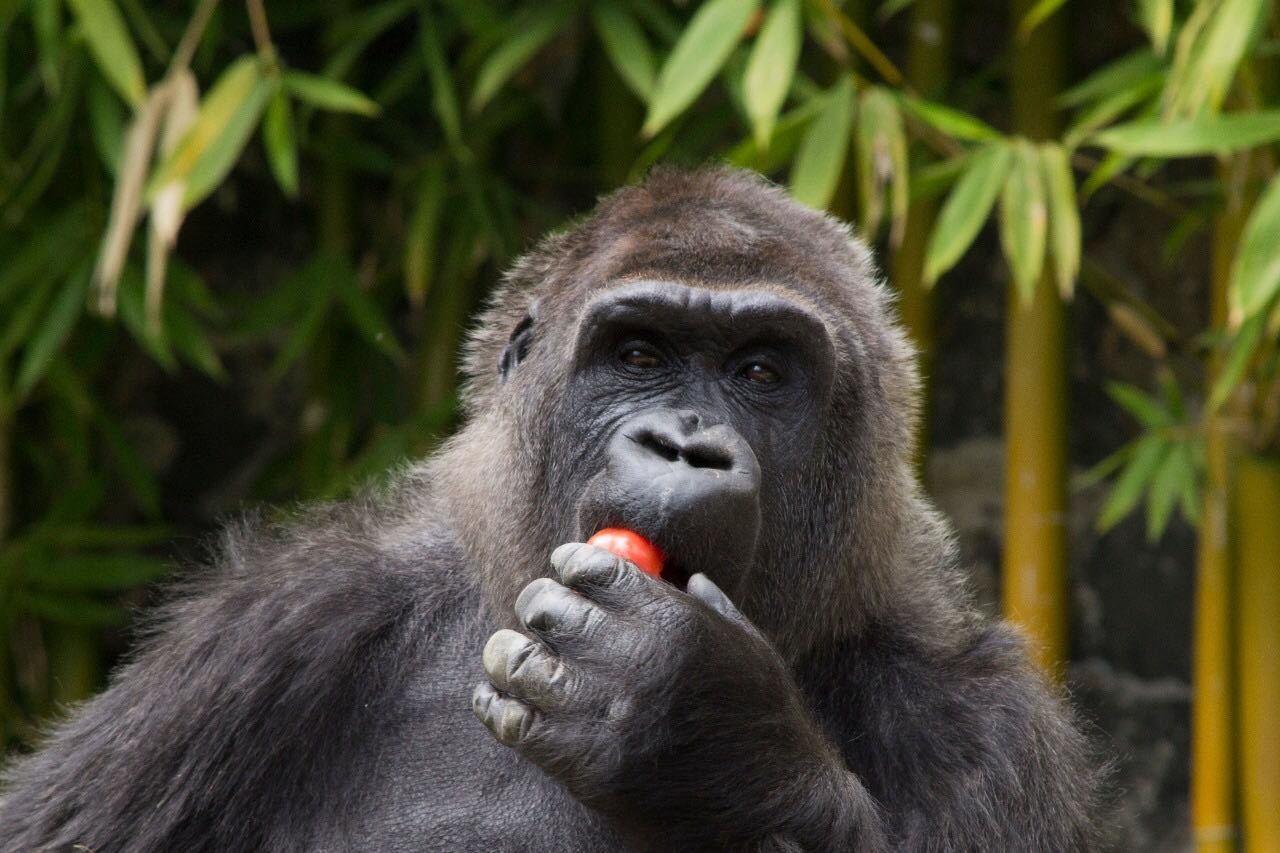 Muere gorila Arila en parque ecológico Zacango