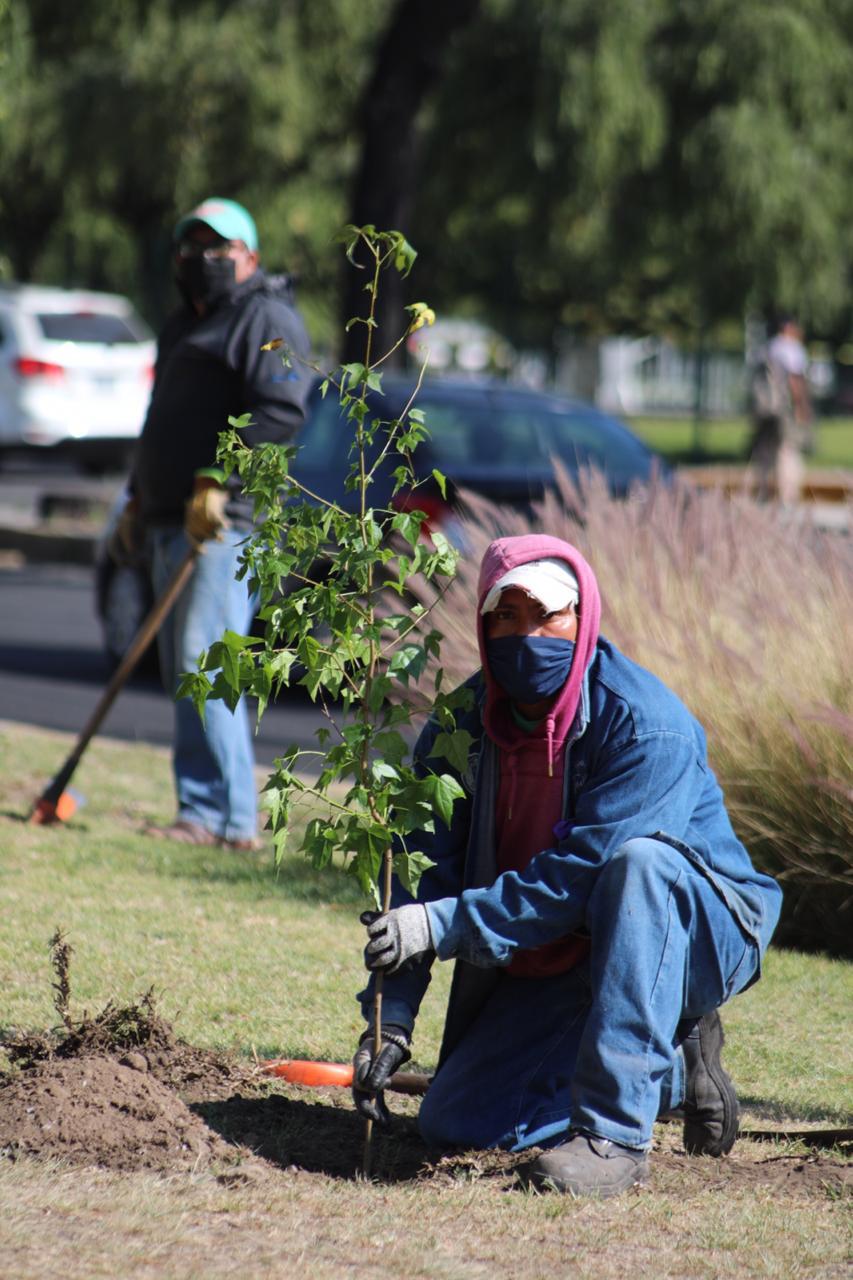 Celebra Metepec el día mundial del medio ambiente plantando árboles