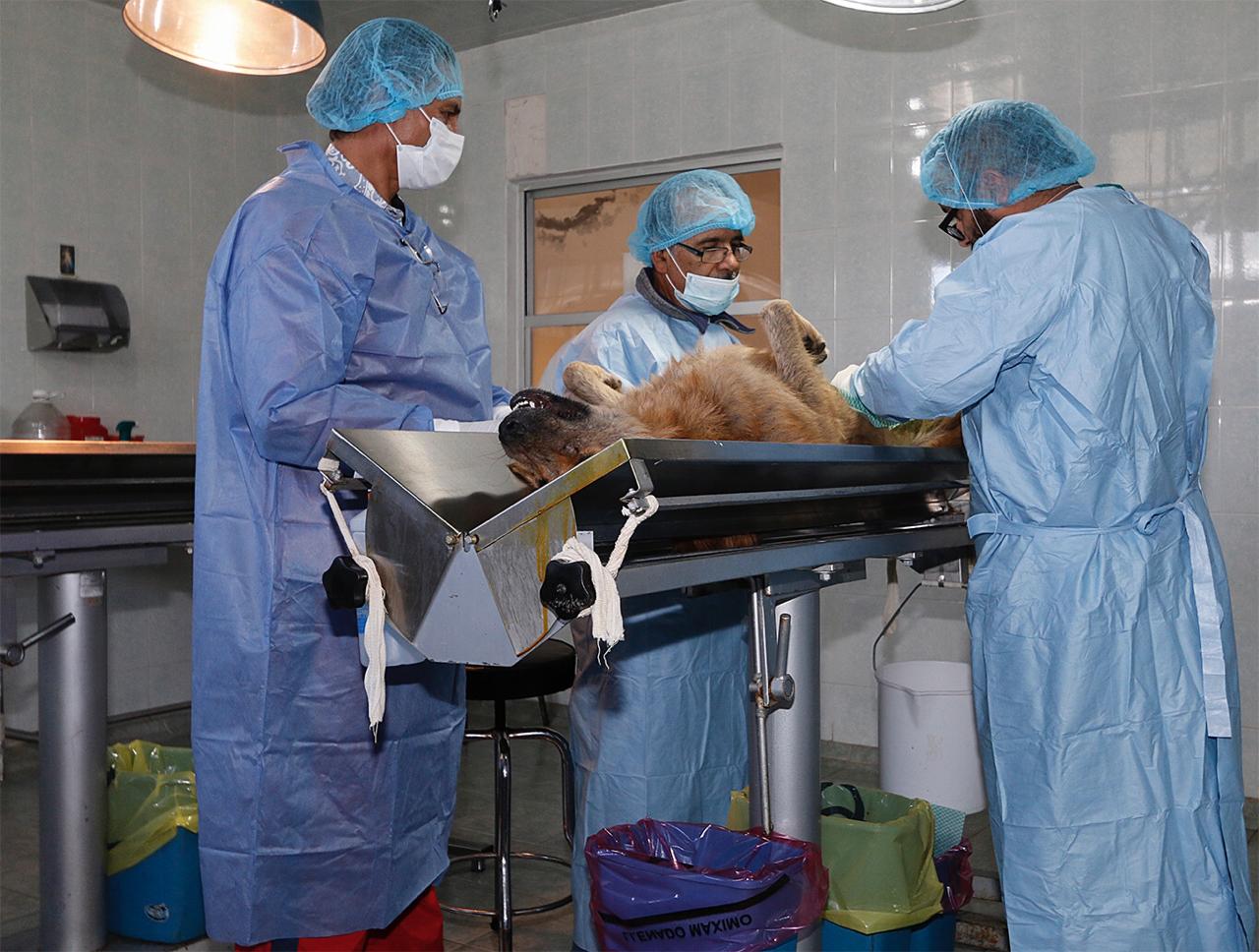 Para proteger la salud de la población, suspende Toluca vacunación y esterilización canina y felina