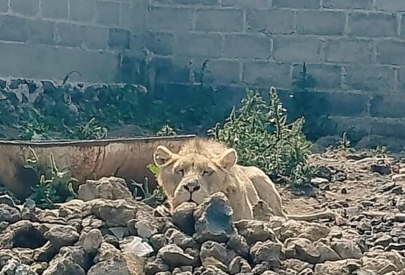Buscaban a Luis Alfredo y hallaron león en Chalco