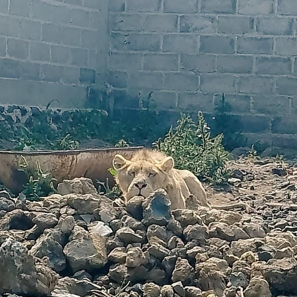 Buscaban a Luis Alfredo y hallaron león en Chalco