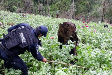Policía Federal erradicó 24 sembradíos de amapola con más de 33 millones de plantas en el estado de Guerrero.