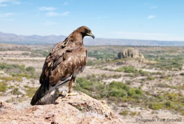 Buscan reintroducir al águila real en áreas naturales protegidas del Edoméx
