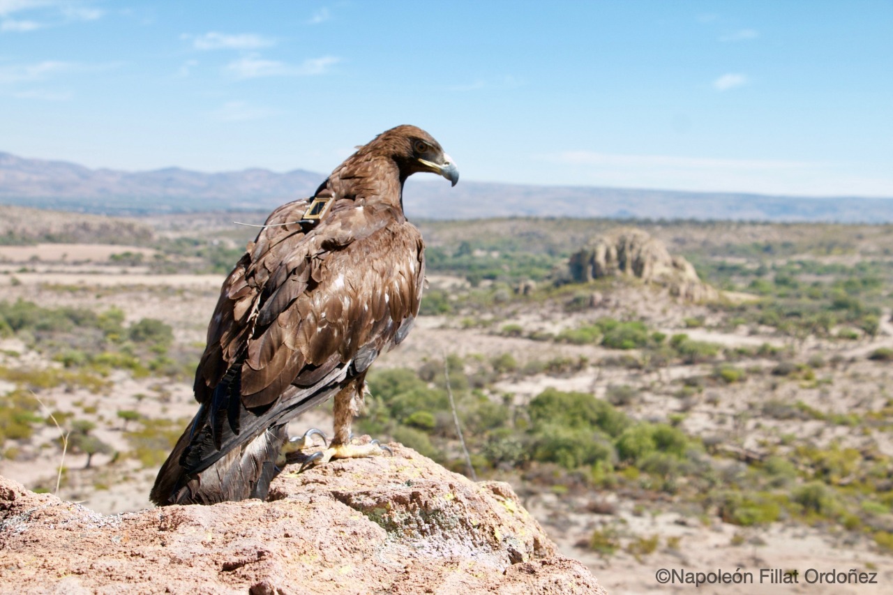 Buscan reintroducir al águila real en áreas naturales protegidas del Edoméx  - Report3