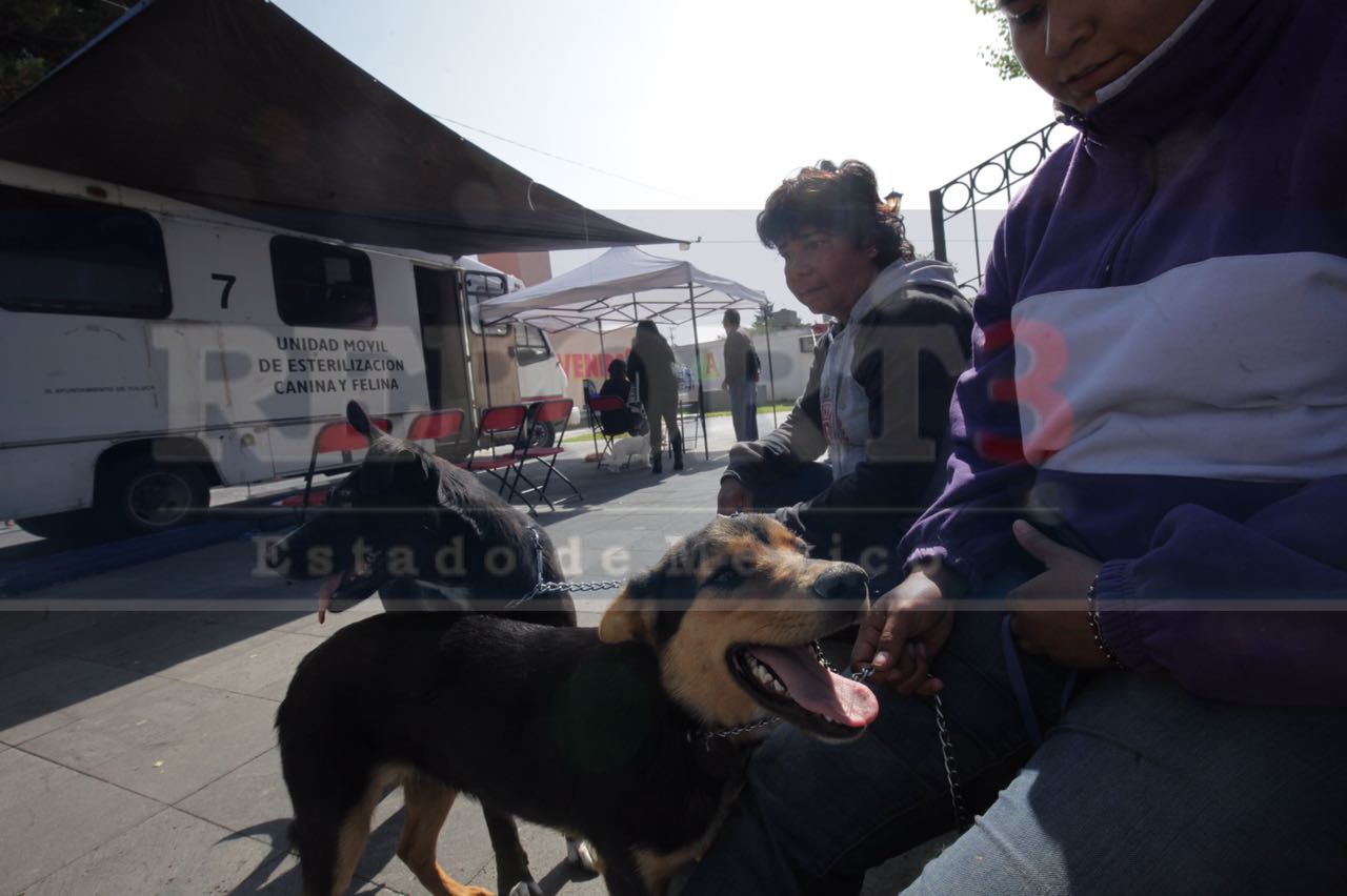 Realizan esterilizaciones gratuitas de perros y gatos con motivo del día mundial del medio ambiente