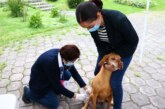 ¡Atención! Inicia Jornada Nacional de Vacunación Antirrábica Canina y Felina 2024 en el #Edomex