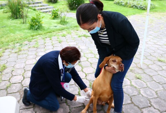 ¡Atención! Inicia Jornada Nacional de Vacunación Antirrábica Canina y Felina 2024 en el #Edomex