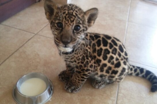 Nace en el parque ecológico Zacango ejemplar de jaguar pinto