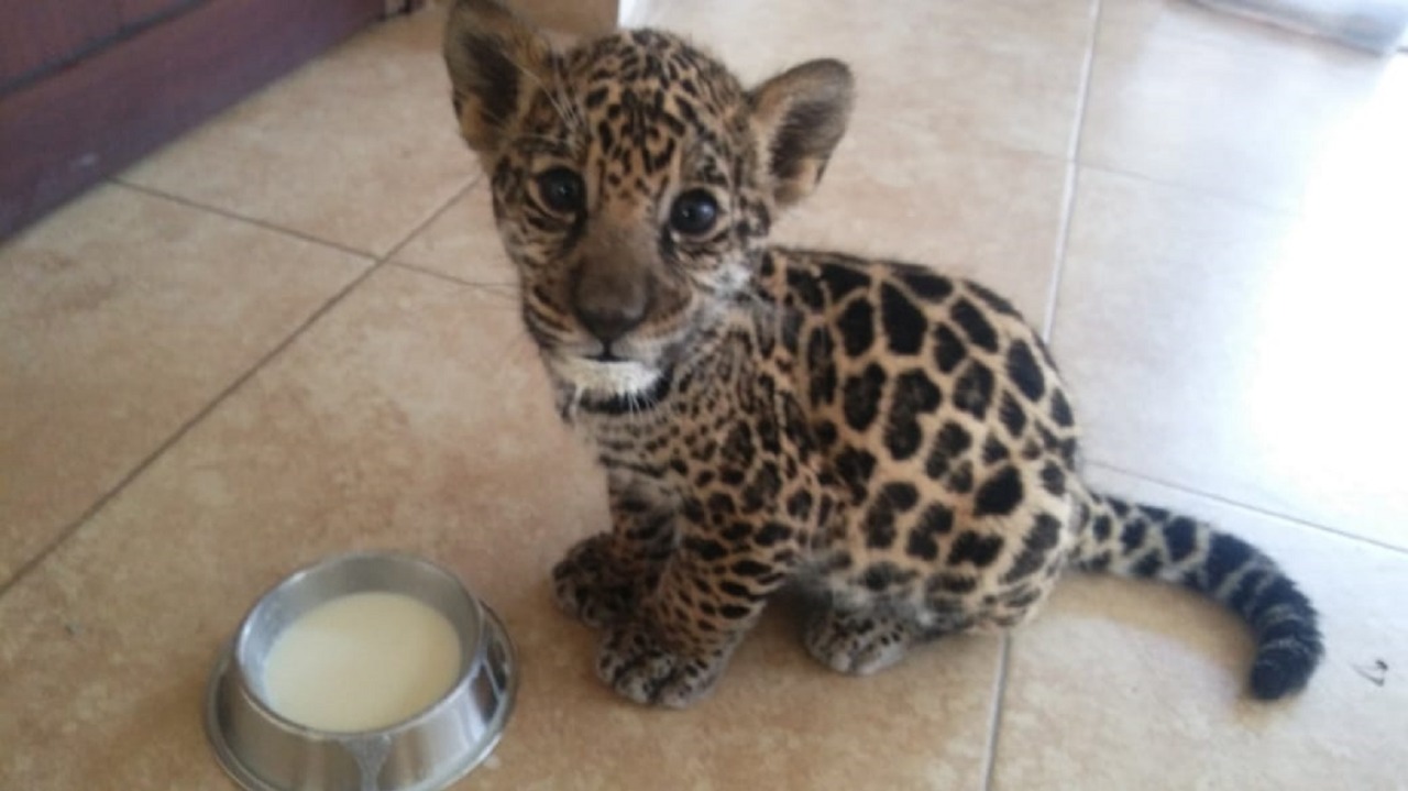 Nace en el parque ecológico Zacango ejemplar de jaguar pinto