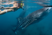 Vive la experiencia de nado con Tiburón Ballena en Baja California