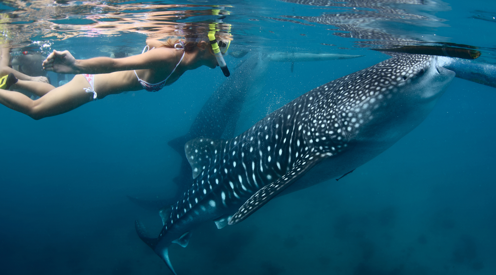Vive la experiencia de nado con Tiburón Ballena en Baja California