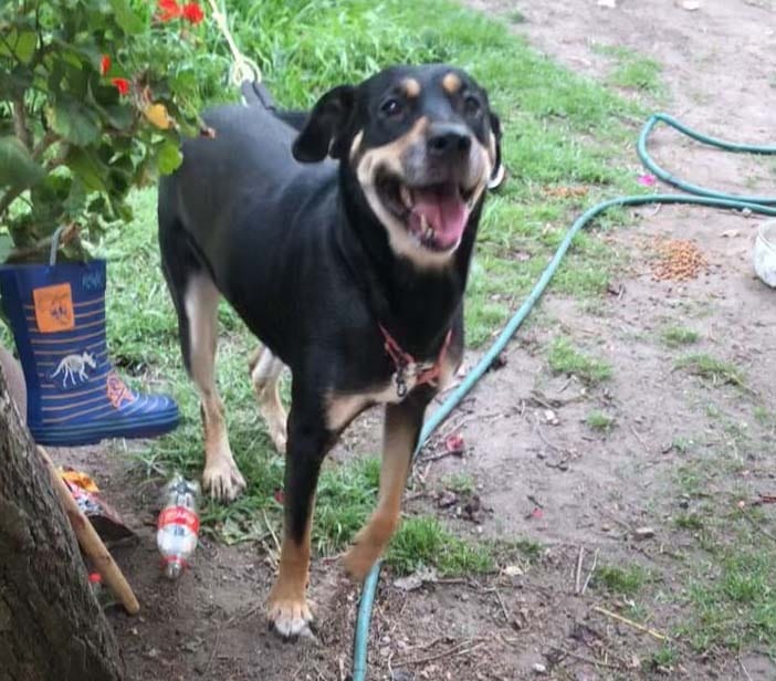 Rescatan a perrita que estaba en condiciones de abandono en inmueble de Metepec