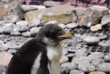 Nace pingüino en zoológico de Guadalajara