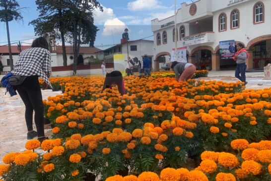 Flor de Cempasúchil, tradición familiar en San Lorenzo Tlacotepec