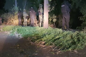 Elementos de seguridad localizan plantío de marihuana en Tlalnepantla