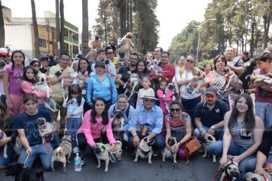 Llevan a cabo la caminata pug en Toluca