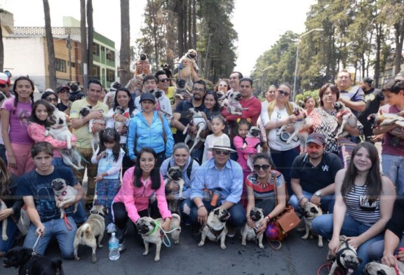 Llevan a cabo la caminata pug en Toluca
