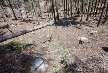 Se incrementa tala clandestina en San Felipe del Progreso, piden intervención de las autoridades