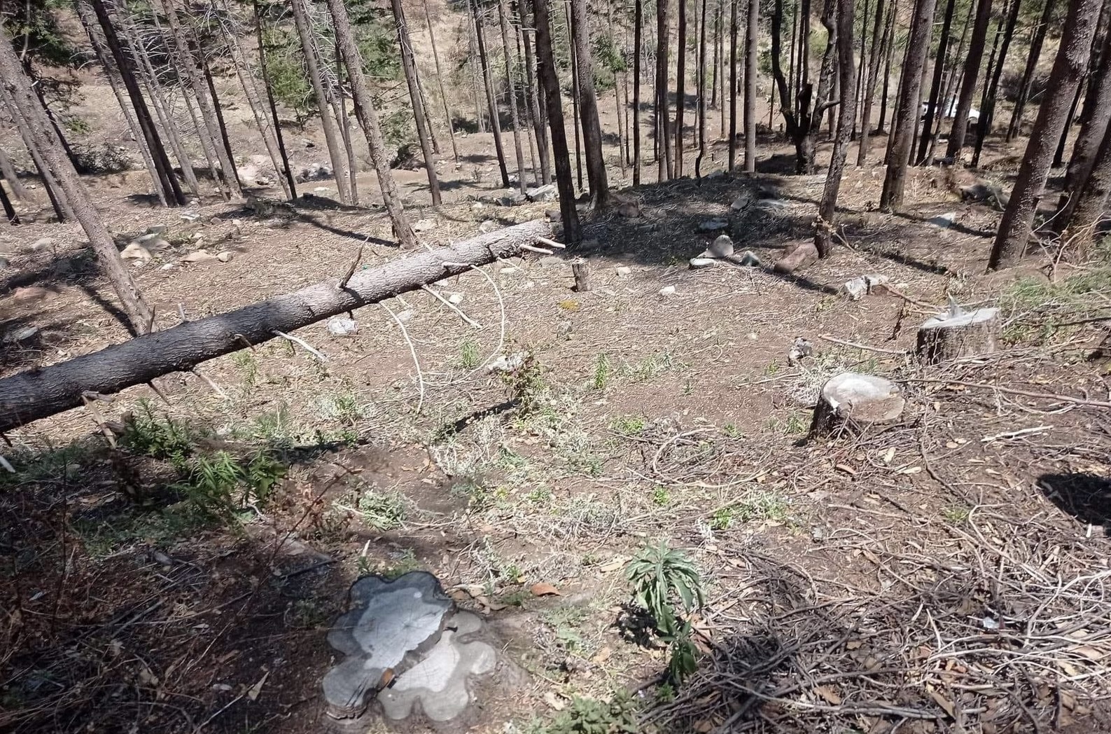 Se incrementa tala clandestina en San Felipe del Progreso, piden intervención de las autoridades