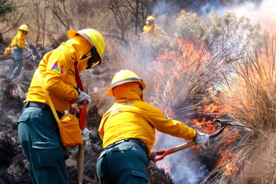 Sofocan 74 incendios forestales en Edoméx tan solo en enero.