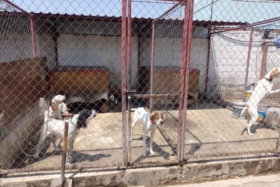 Rescatan 46 caninos durante cateo de un inmueble en Texcoco